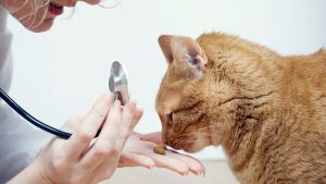 Katt hos veterinär